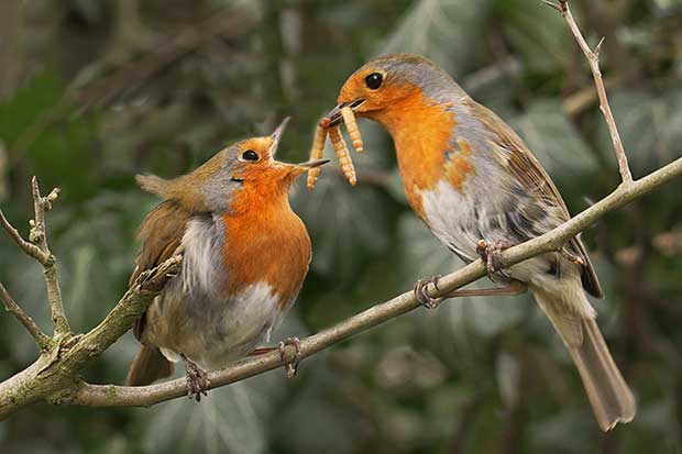robin-courtship.jpg