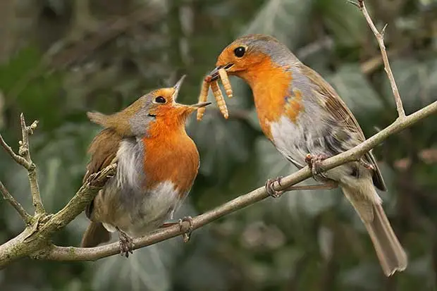 robin-courtship.webp