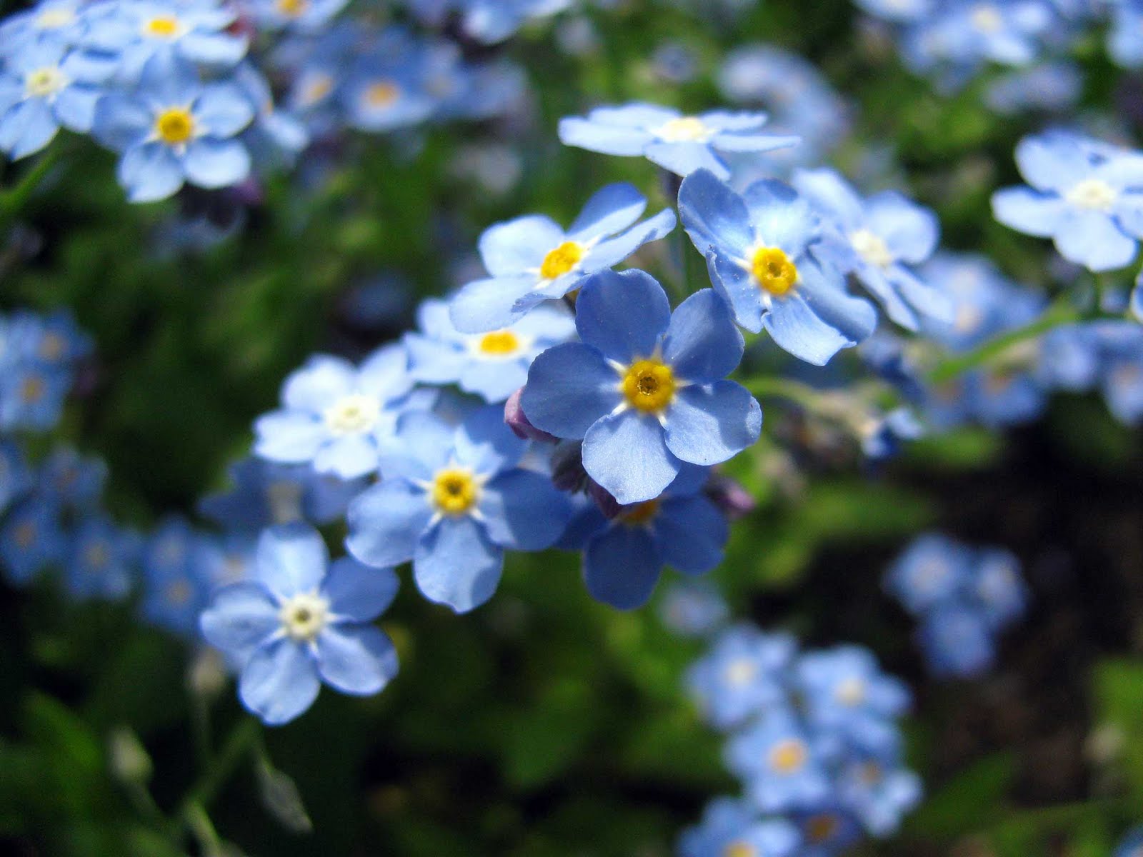 Beautiful-Blue-Forget-Me-Not-Flower-blue-34680851-1600-1200.jpg