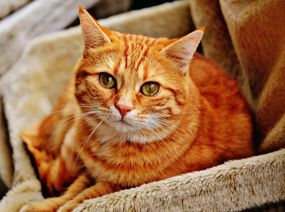 Cat.webp