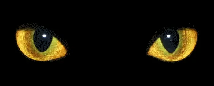 cat_eyes_animation.webp