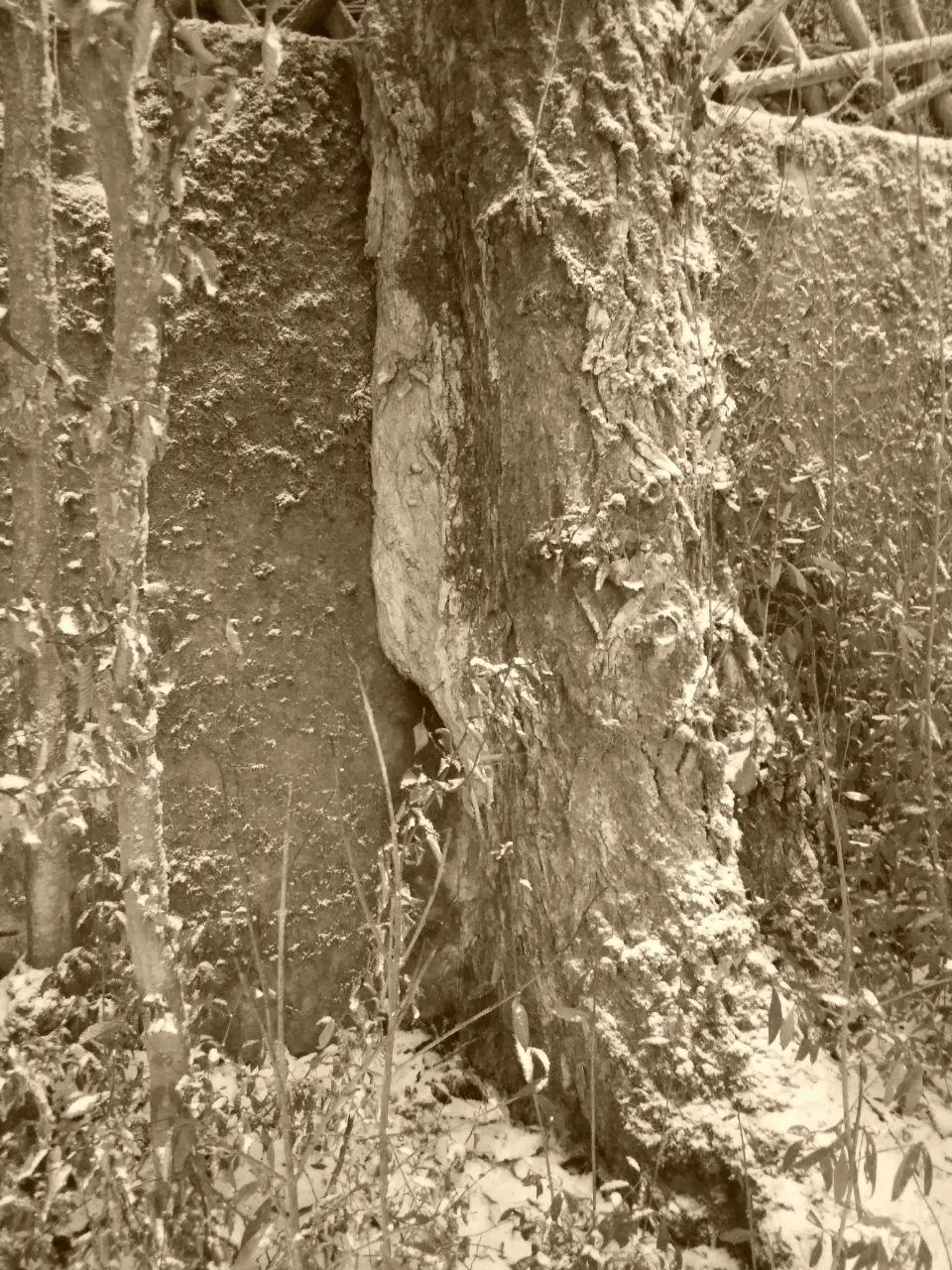 11Jan tree 1.webp