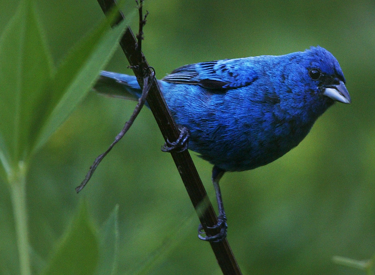 indigo bird.webp