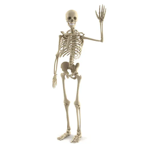human-skeleton.webp