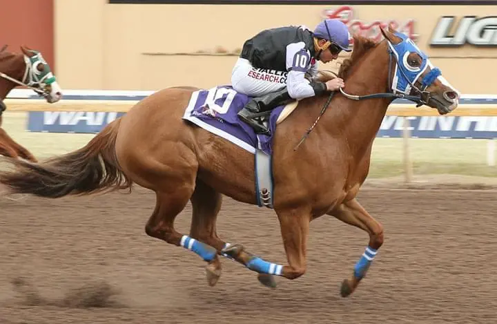 pony2.webp