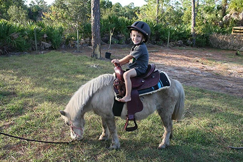 pony.webp