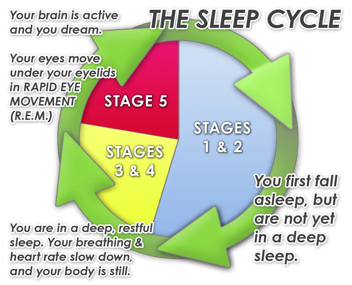 Sleep-cycle-graphic.webp