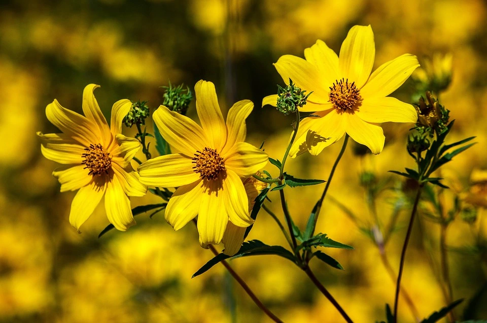 coreopsis.webp