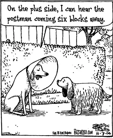 Dog13_large.webp