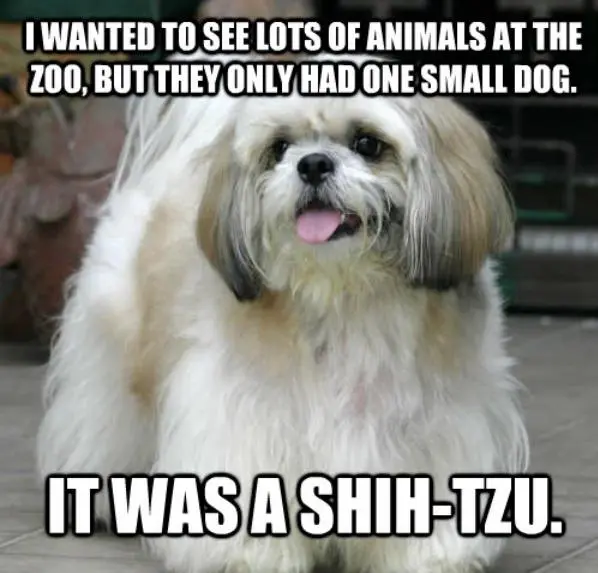 shih-tzu.webp