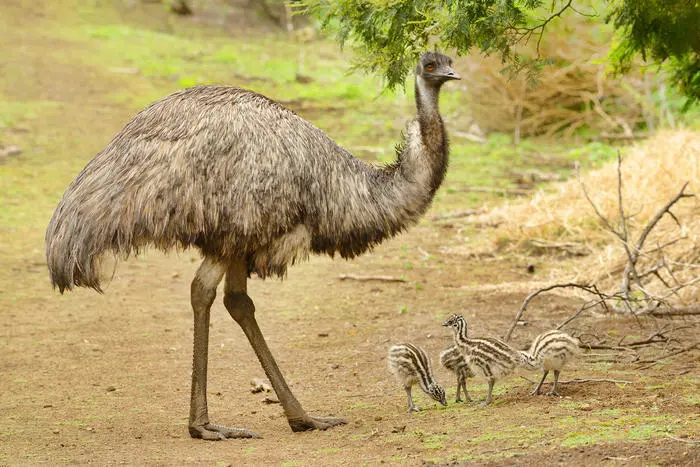 emus-and-chicks.webp