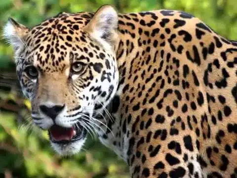 jag.webp