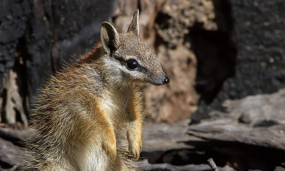 img-numbat-paws-1000px.webp