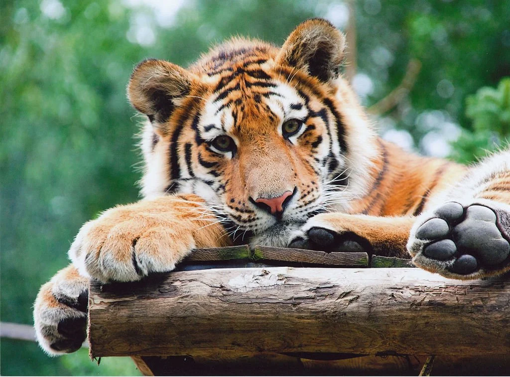 tiger.webp