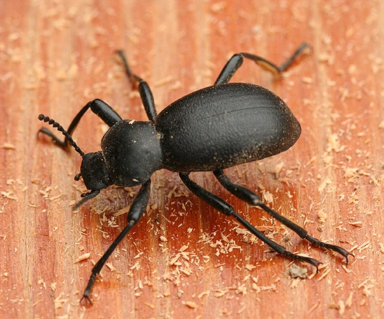 beetle.webp