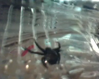 Picture 1308.webp