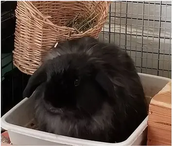 Foser bunny.webp Foser bunny.webp