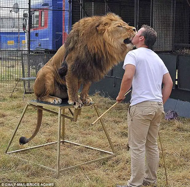 lion.webp