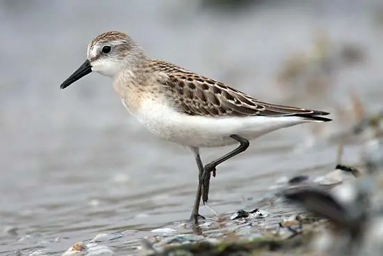 sandpiper.webp
