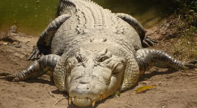 Saltwater_crocodile-640x354.webp