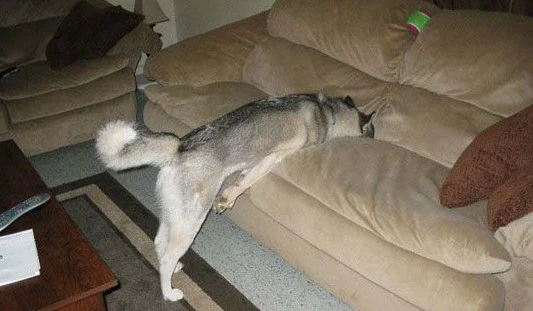 Husky-position-26-e1449877349821.webp