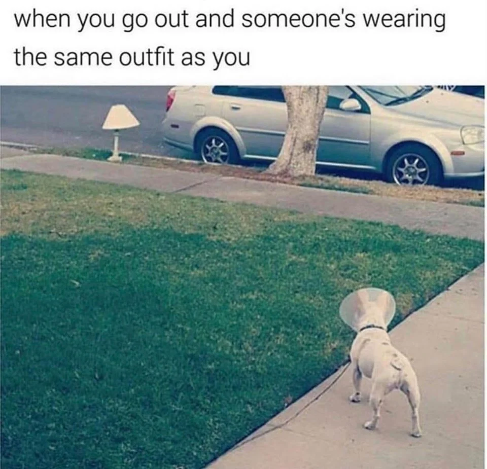 dog shade.webp
