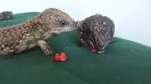skink.webp