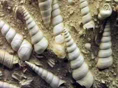 2d0d742736da79253a36518c6cdc3fb5--snails-spirals.webp