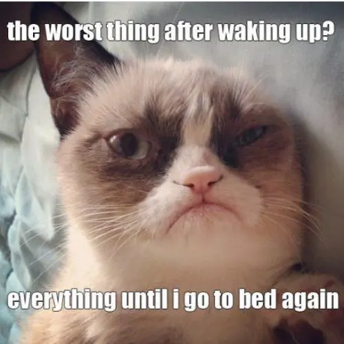 Grumpy-cat.webp