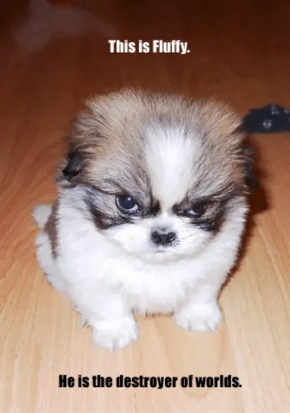 fluffy.webp