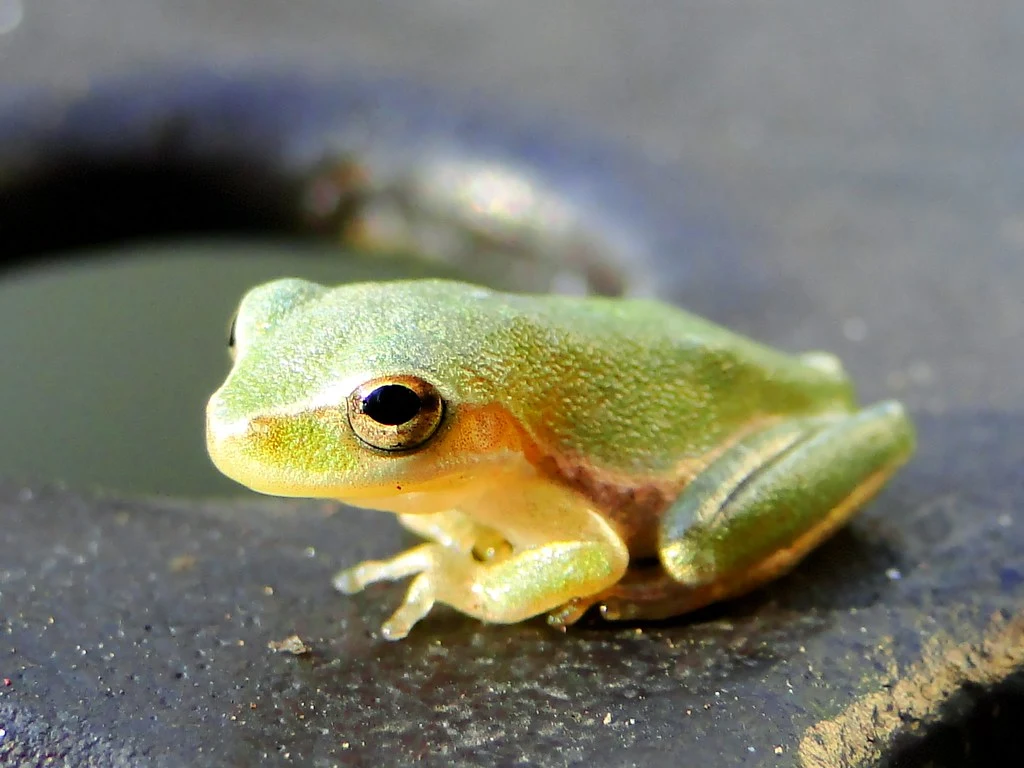 baby frog.webp