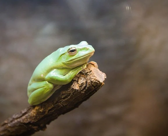 Frog-on-Stick.webp