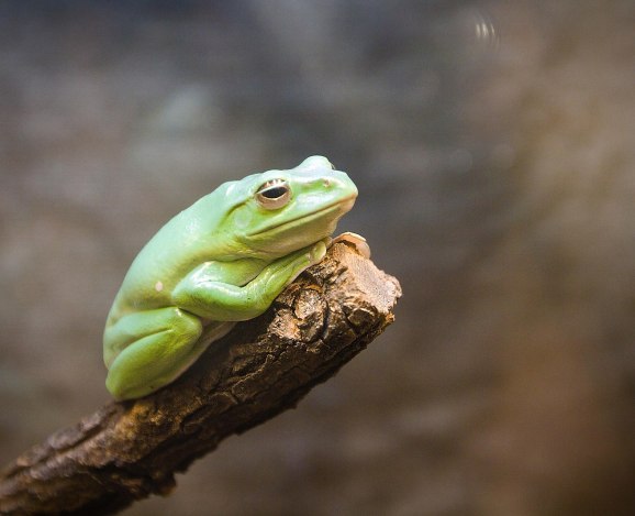 Frog-on-Stick.jpg