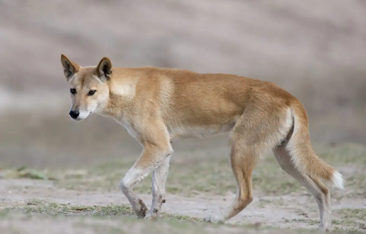 Dingo.webp