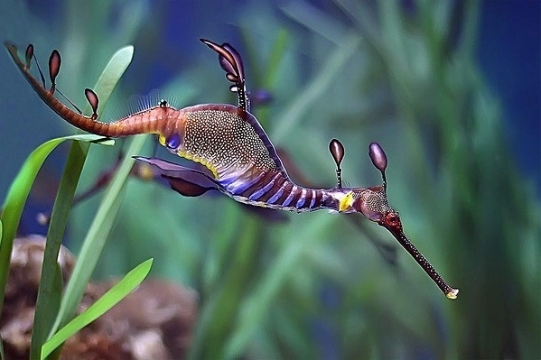 Sea Dragon.webp