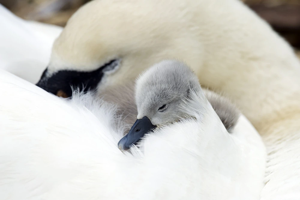 Baby Swan.webp