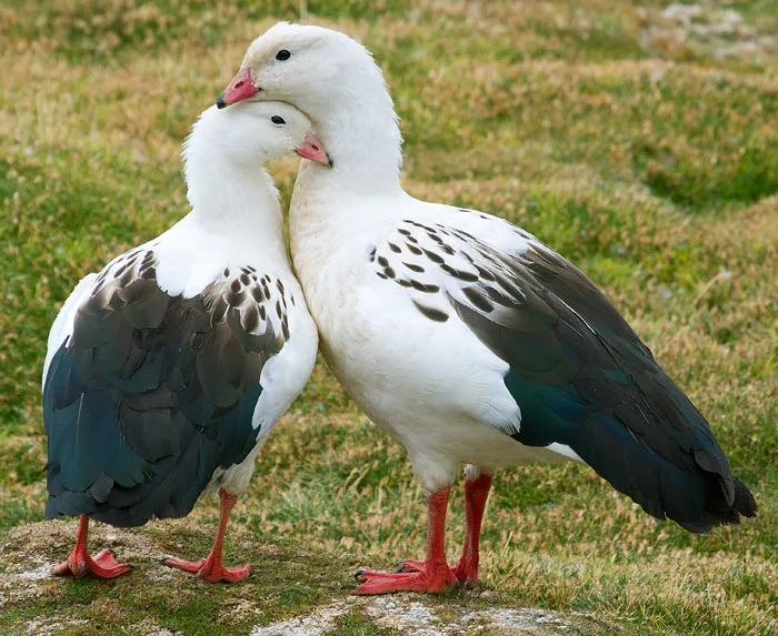 Andean Geese.webp