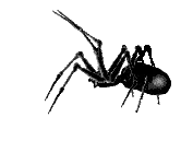 spider-animated.webp