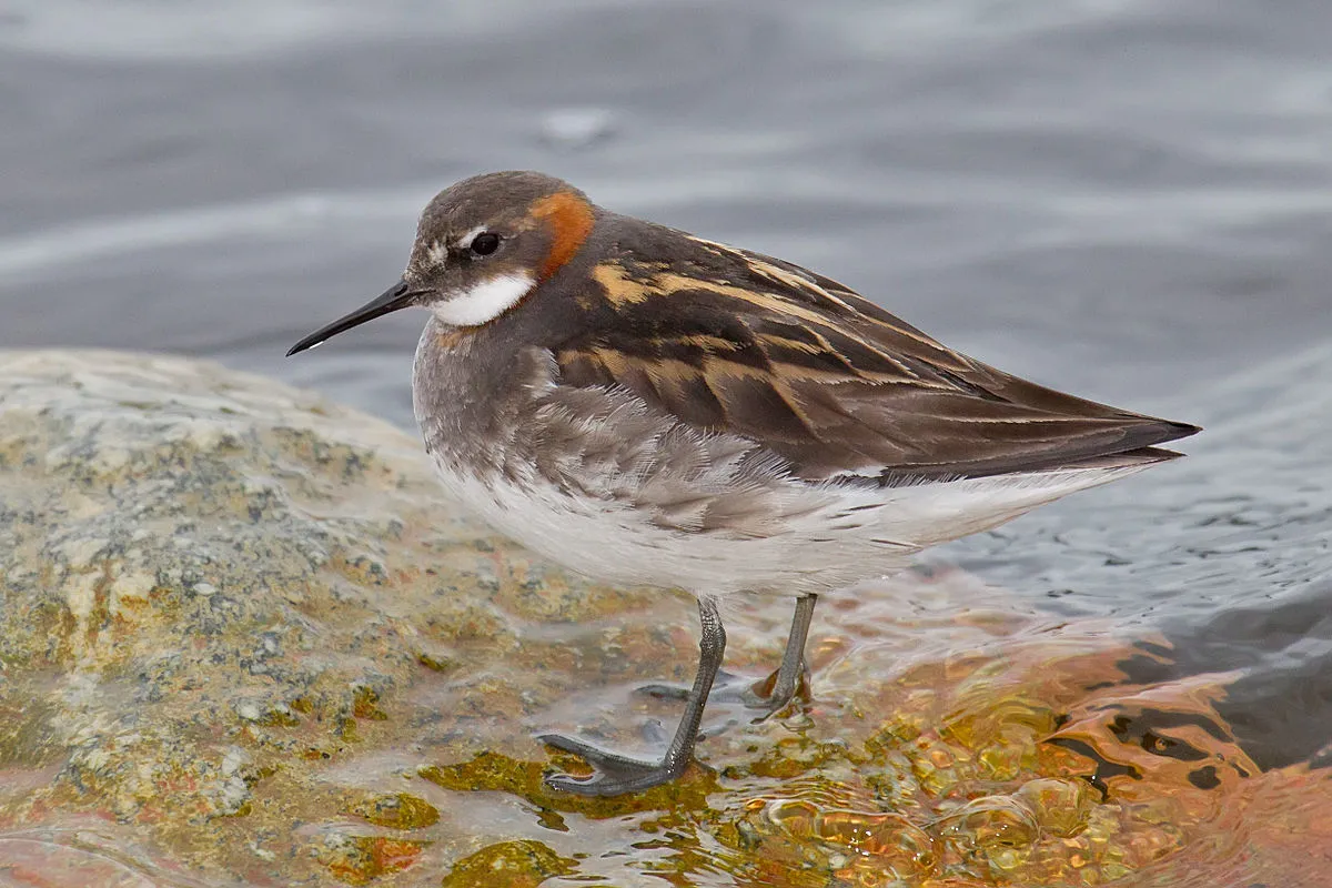 Northern Phalarope.webp