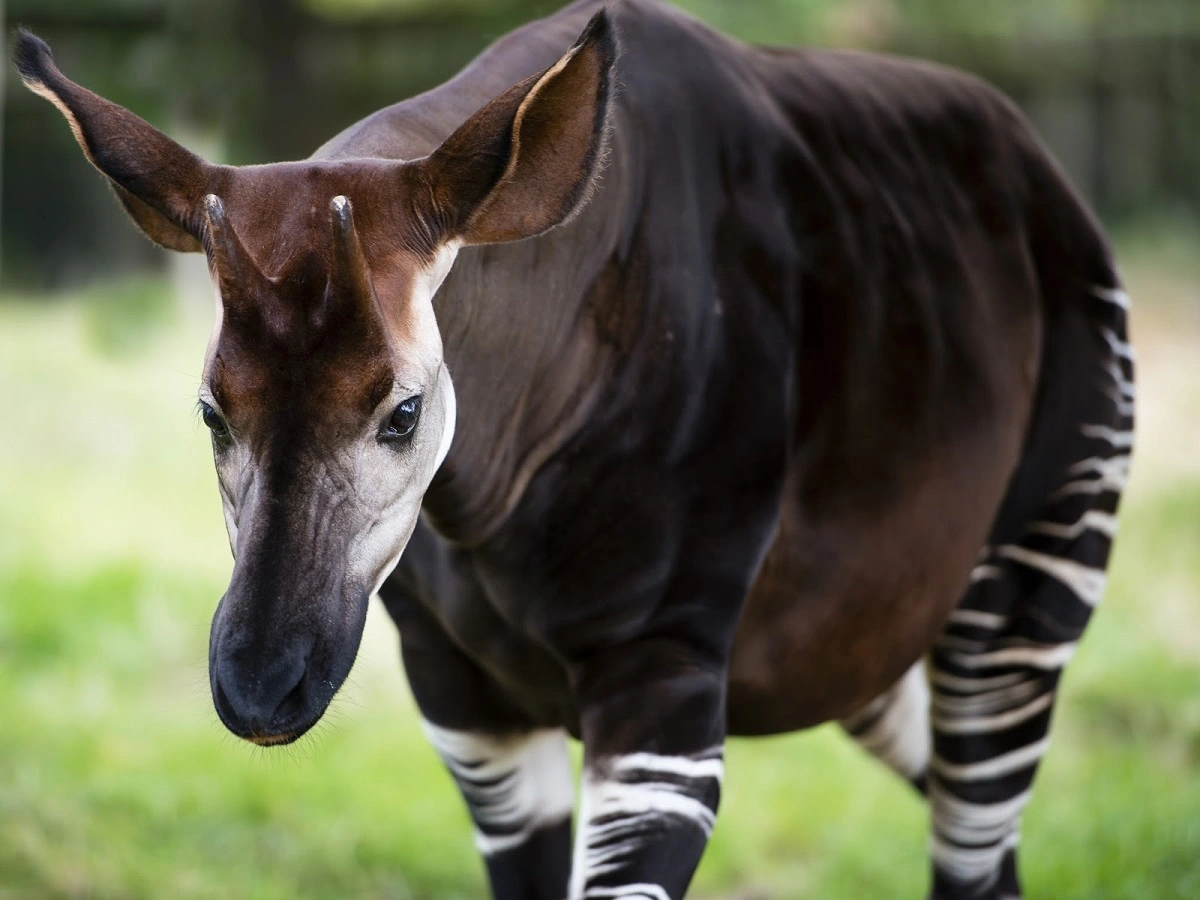 Okapi.webp