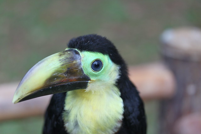 baby toucan.jpg