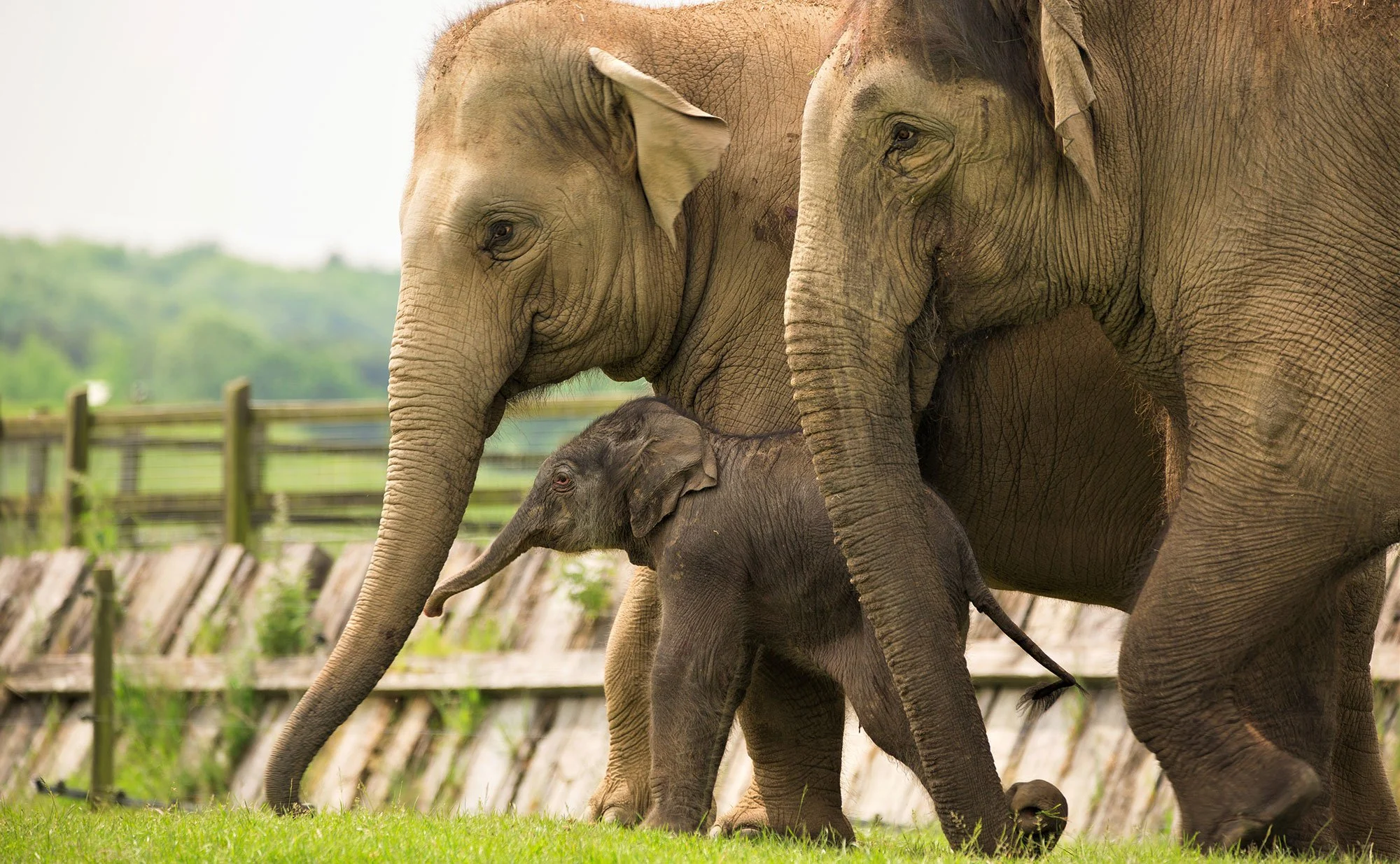 Elephant.webp