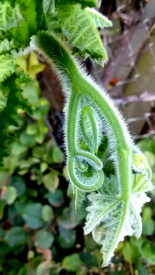 nature1.webp