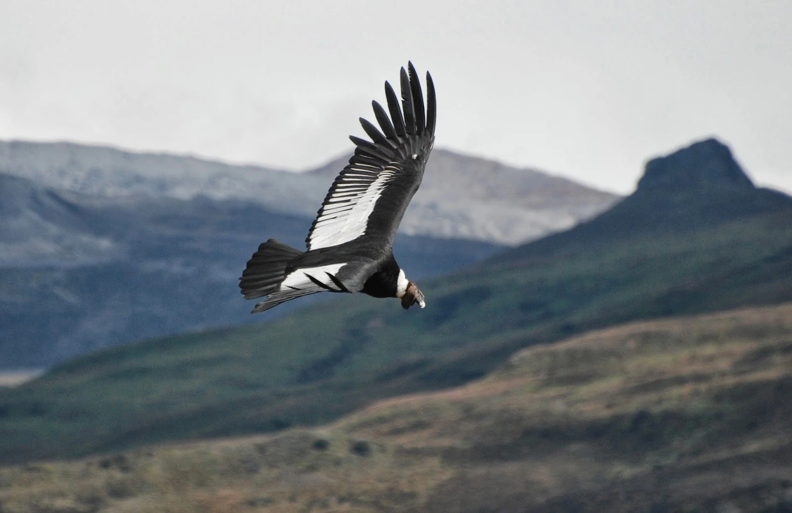 Andean Condor.webp