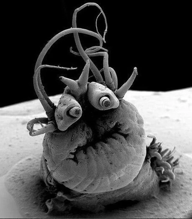 polychaete.webp