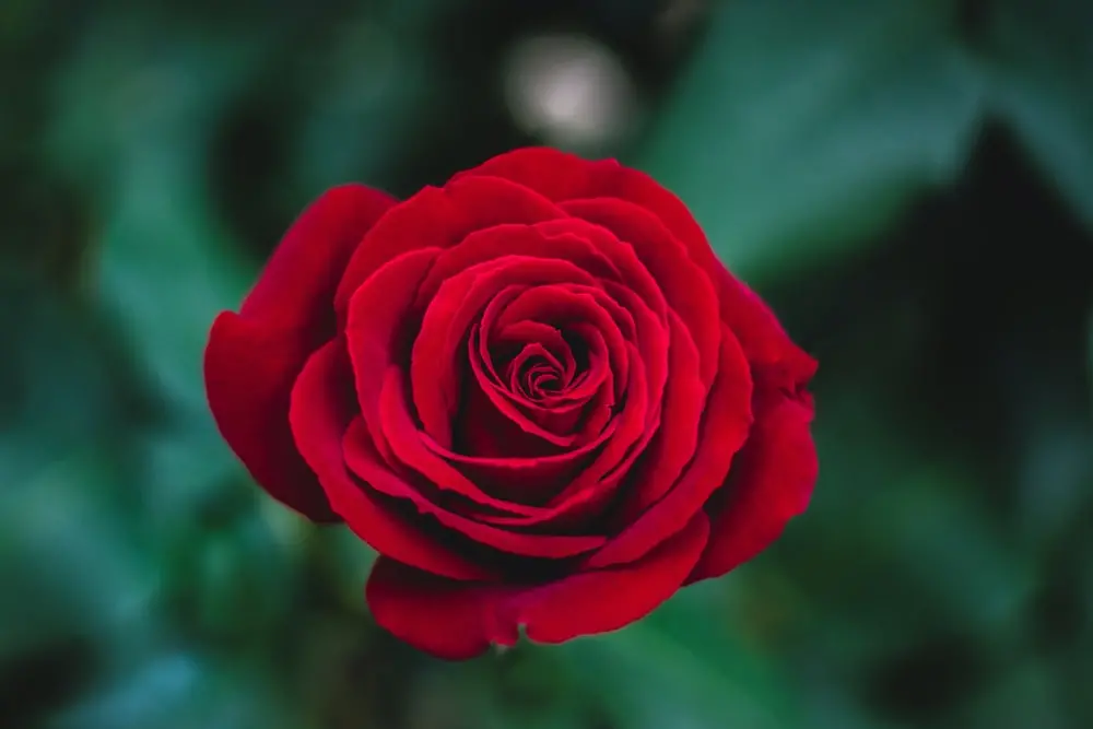 rose.webp