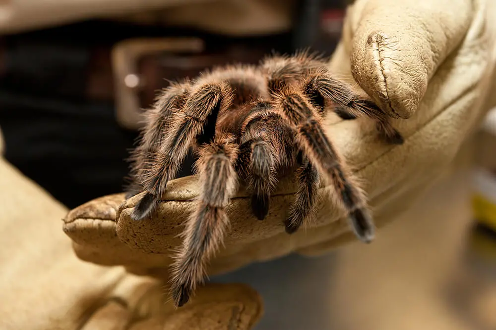 tarantula.webp