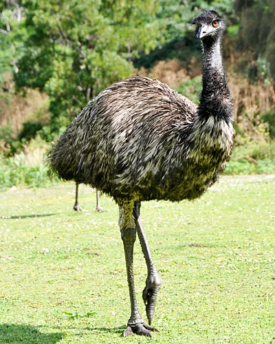Emu.webp