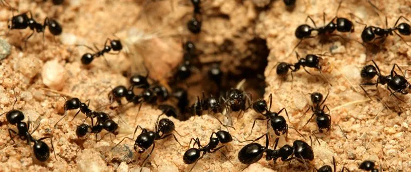 Small-Ants.webp