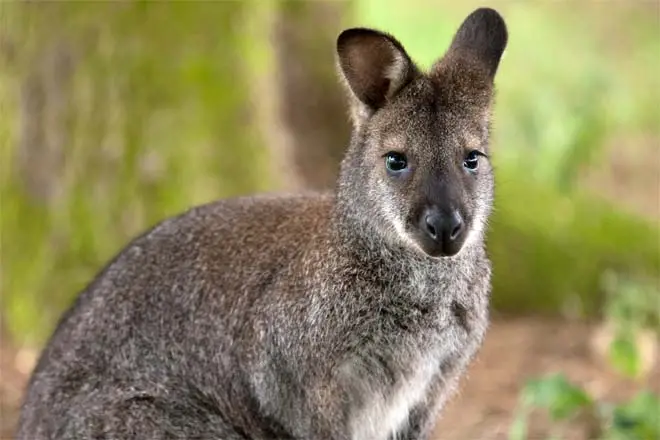 wallaby.webp